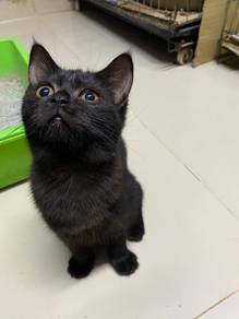 scottish straight black female