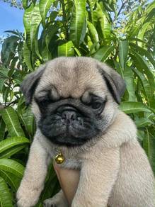 Pug puppy