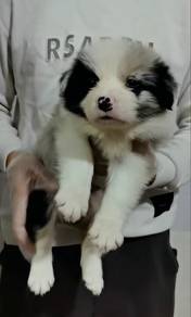 Border collie puppy
