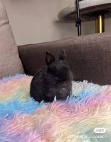 netherland dwarf rabbit
