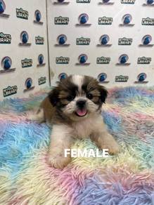 Shihtzu puppy
