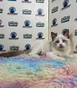 Ragdoll cat