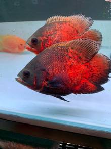 Short body Oscar , China Oscar , Red tail catfish