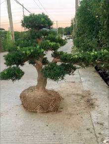 podocarpus macrophyllus plant
