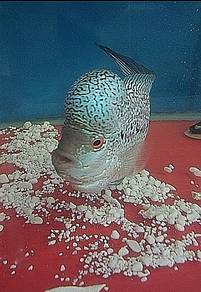 flowerhorn cc 