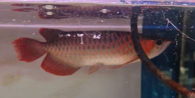 Blood red arowana