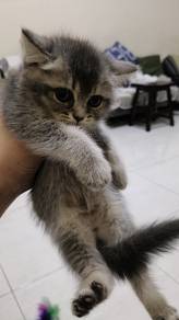 bsh female