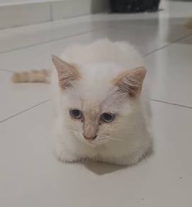 kitten 4-5 month