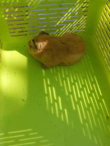 guinie pig