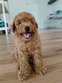 Tiny poodle 