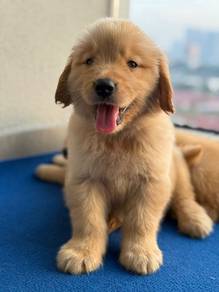 goldenretriever 