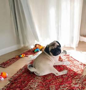 Pug