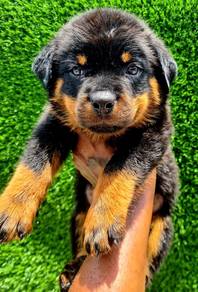 Rottweiler