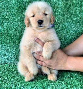 Golden Retriever