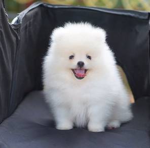 Pomeranian 