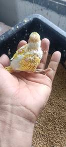 burung baji 