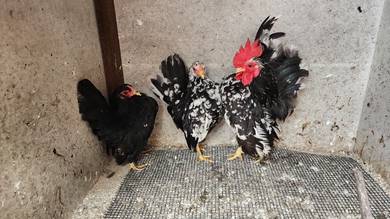 ayam serama 