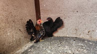 ayam serama 