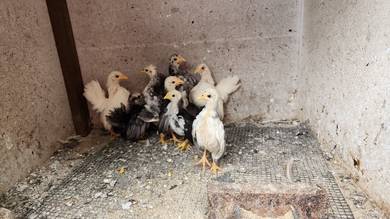 Ayam serama 