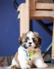 Tiny shihtzu 