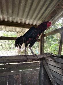 ayam baka baik