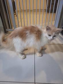 kucing betina 2 tahun +