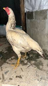 indung pamakoy