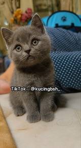 British Shorthair Kittens - Rehome