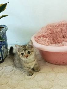 Munchkin kitten 