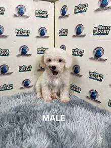 Maltipoo puppy