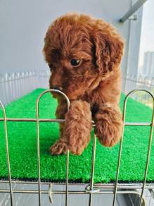 Tiny poodle 