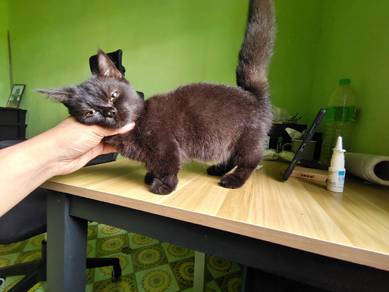 Bsh munchkin kitten - male (price below market)