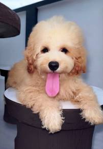 poodle