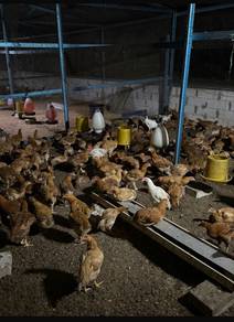 ayam kampung organik/kacuk