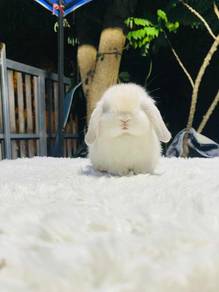 Holland lop rabbit