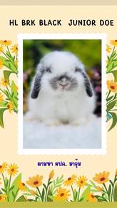 Holland lop rabbit
