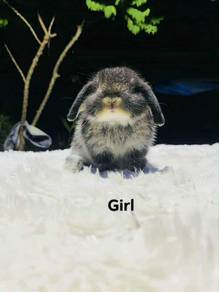 Holland lop rabbit
