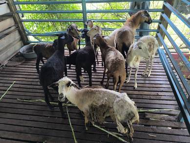 kambing biri