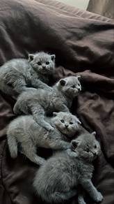 bsh scf/bsh sttraight