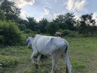 lembu baka brahman