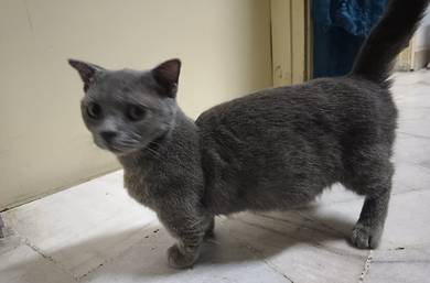 Munchkin Female 