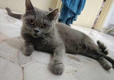 BSH British Shorthair Female