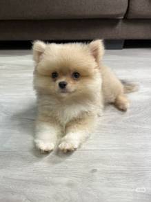Pomeranian puppy