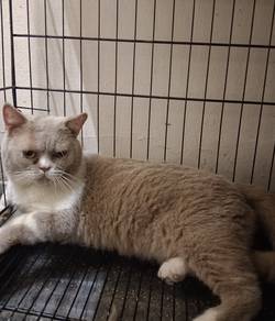 BSH British Shorthair Male