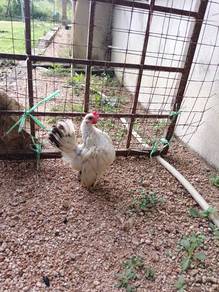 ayam serama