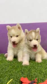 Wooly husky male and female