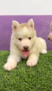 Wooly husky high quality AAA
