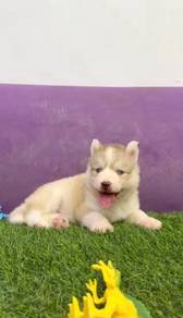 Wooly husky high quality