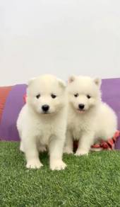 Samoyed pure breed male and female