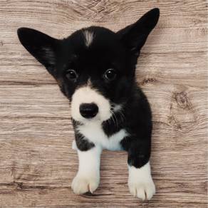 Corgi black white female